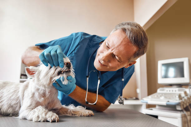 Best Pediatric Emergency Dentist in Ishpeng, MI